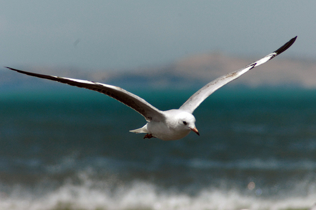 Danza de gaviotas - Sobrevolando