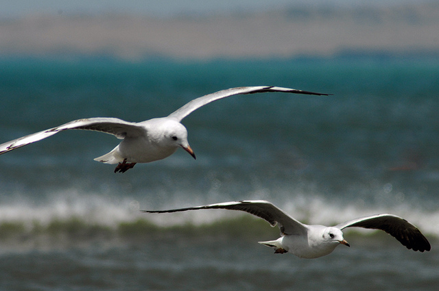 Danza de gaviotas - En compañia