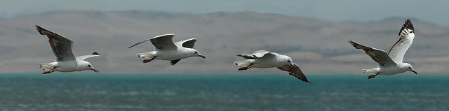 Danza de gaviotas - Rafaga