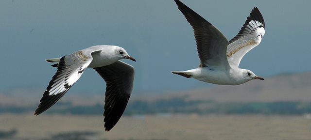 Danza de gaviotas - Acelerando