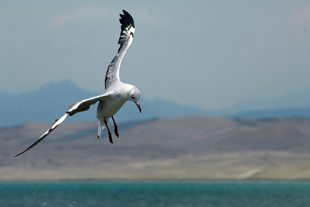 Danza de gaviotas - Buscando el alimento