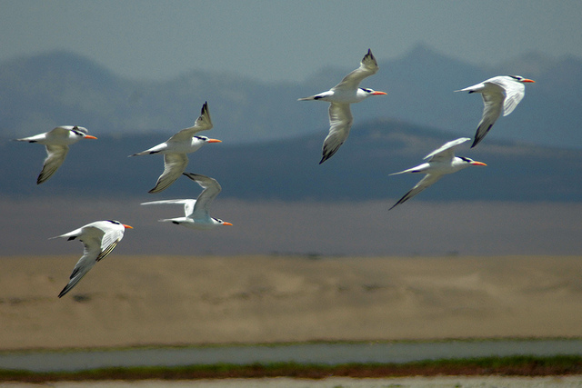 Danza de gaviotas - Bandada, Huacho, Peru